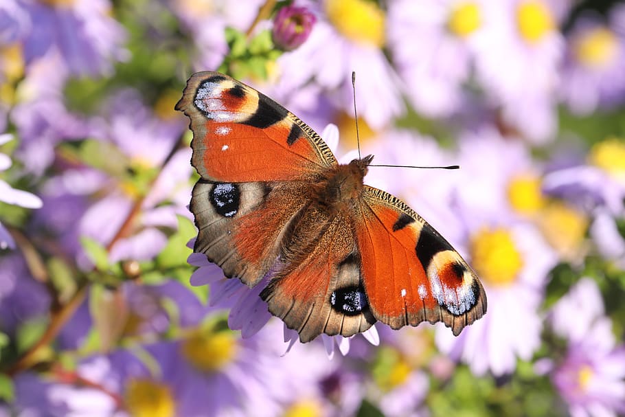 HD wallpaper: butterfly, european peacock, peacock butterfly, aglais io ...