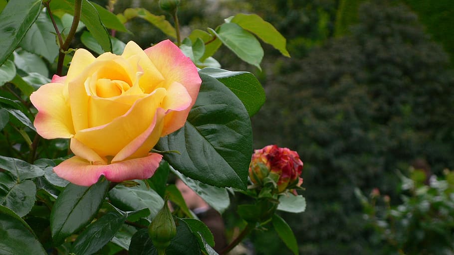 pink, flower, yellow, flowering plant, beauty in nature, petal HD wallpaper