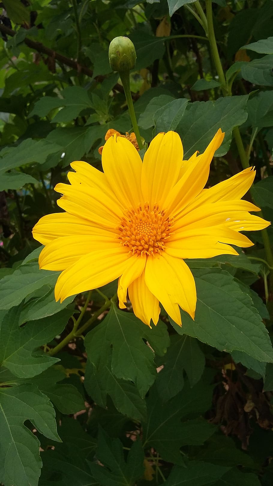 flower, yellow, flourish, flowering plant, vulnerability, fragility HD wallpaper