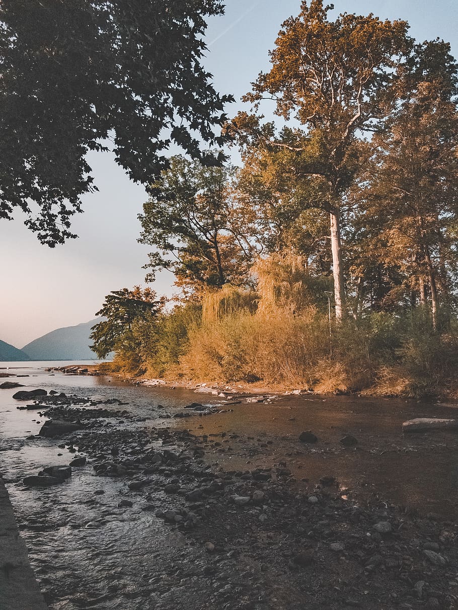 Trees Near Body Of Water, daylight, environment, scenic, plant HD wallpaper