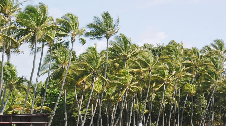 beach, palm trees, nature, coconuts, island, sea, ocean, water HD wallpaper