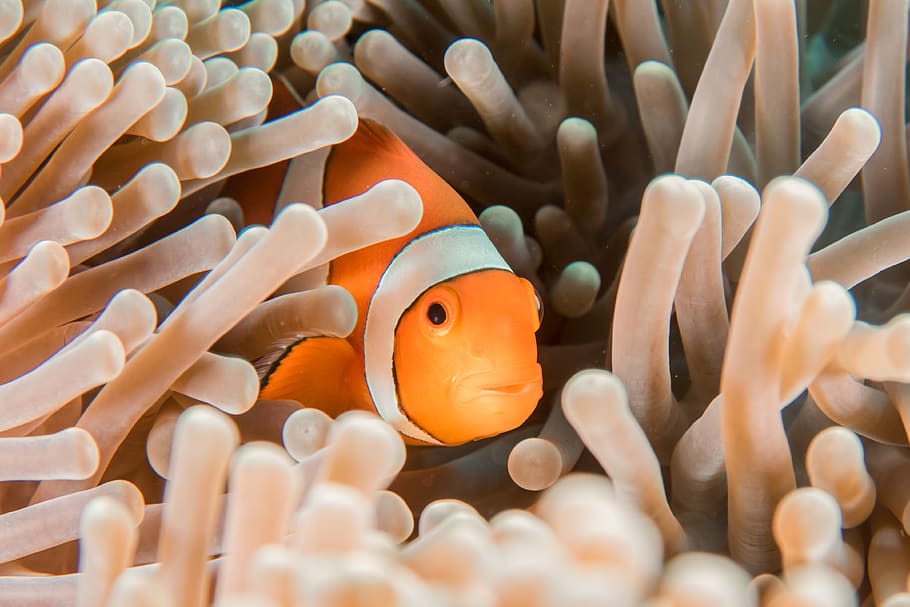 orange and white clownfish hiding in sea anemone, invertebrate, HD wallpaper
