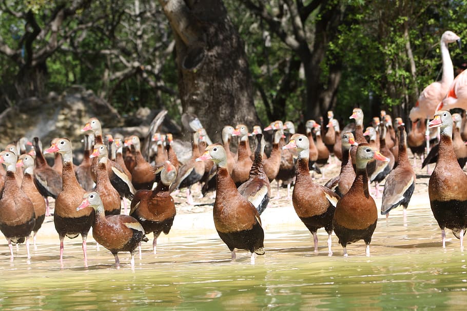 birds, animal themes, animals in the wild, vertebrate, animal wildlife HD wallpaper