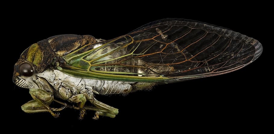 close, closeup, cicada, insect, animal, wild, nature, animal themes HD wallpaper