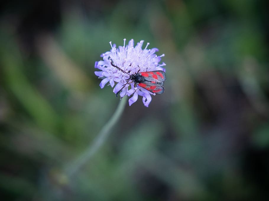 white, nature, insect, beetle, macro, close up, flower, blossom HD wallpaper