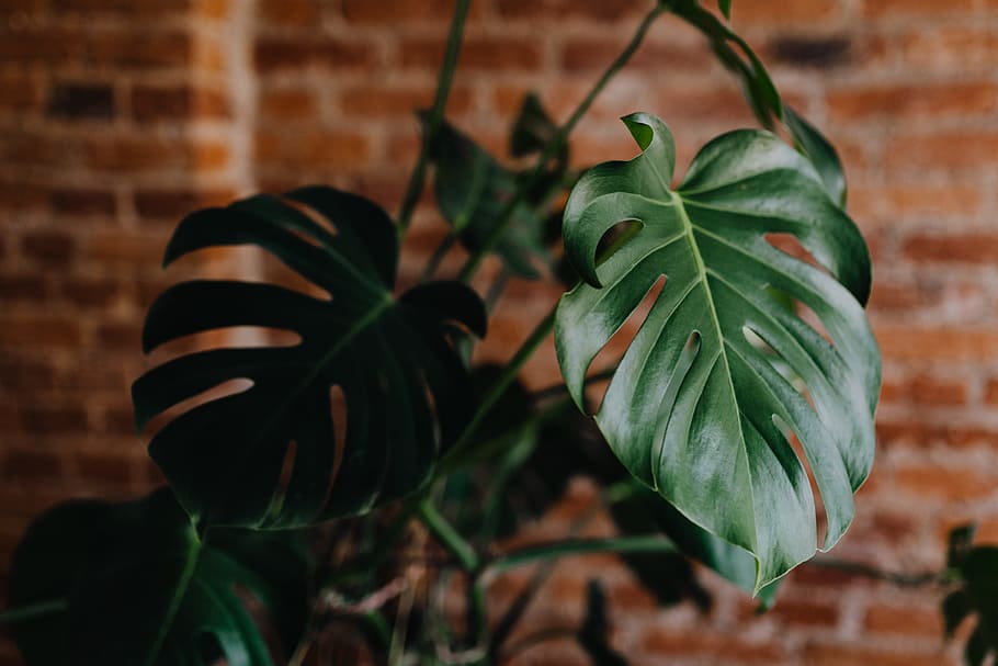 50,000+ Houseplants Pictures | Download Free Images on Unsplash