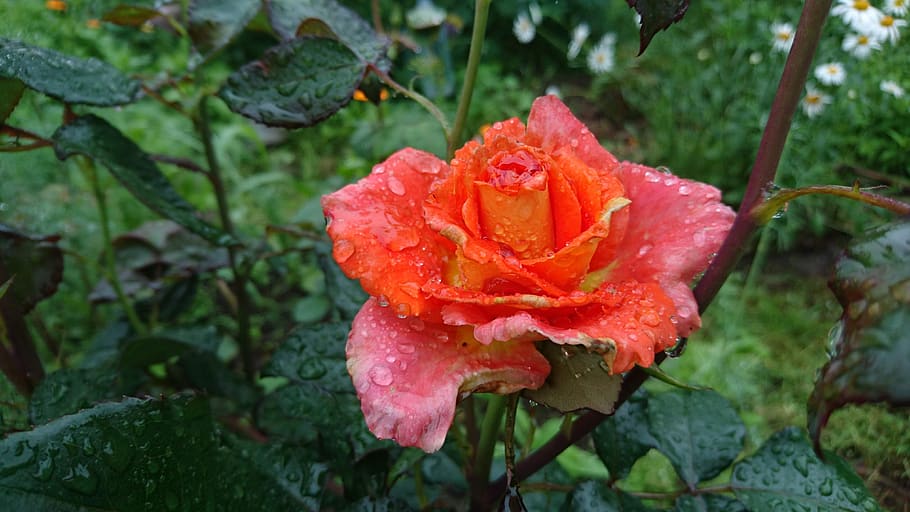 rose, flower, rain, drops, plant, bush, leaves, pink, green HD wallpaper