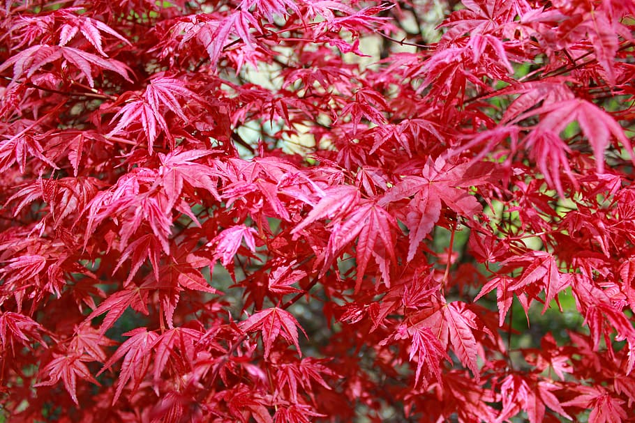 leaf, plant, maple, tree, botanical garden, prague, czech republic HD wallpaper