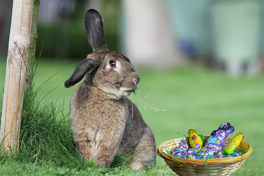 easter, happy easter, œuf, spring, cute, rabbit, hare, eat, HD wallpaper