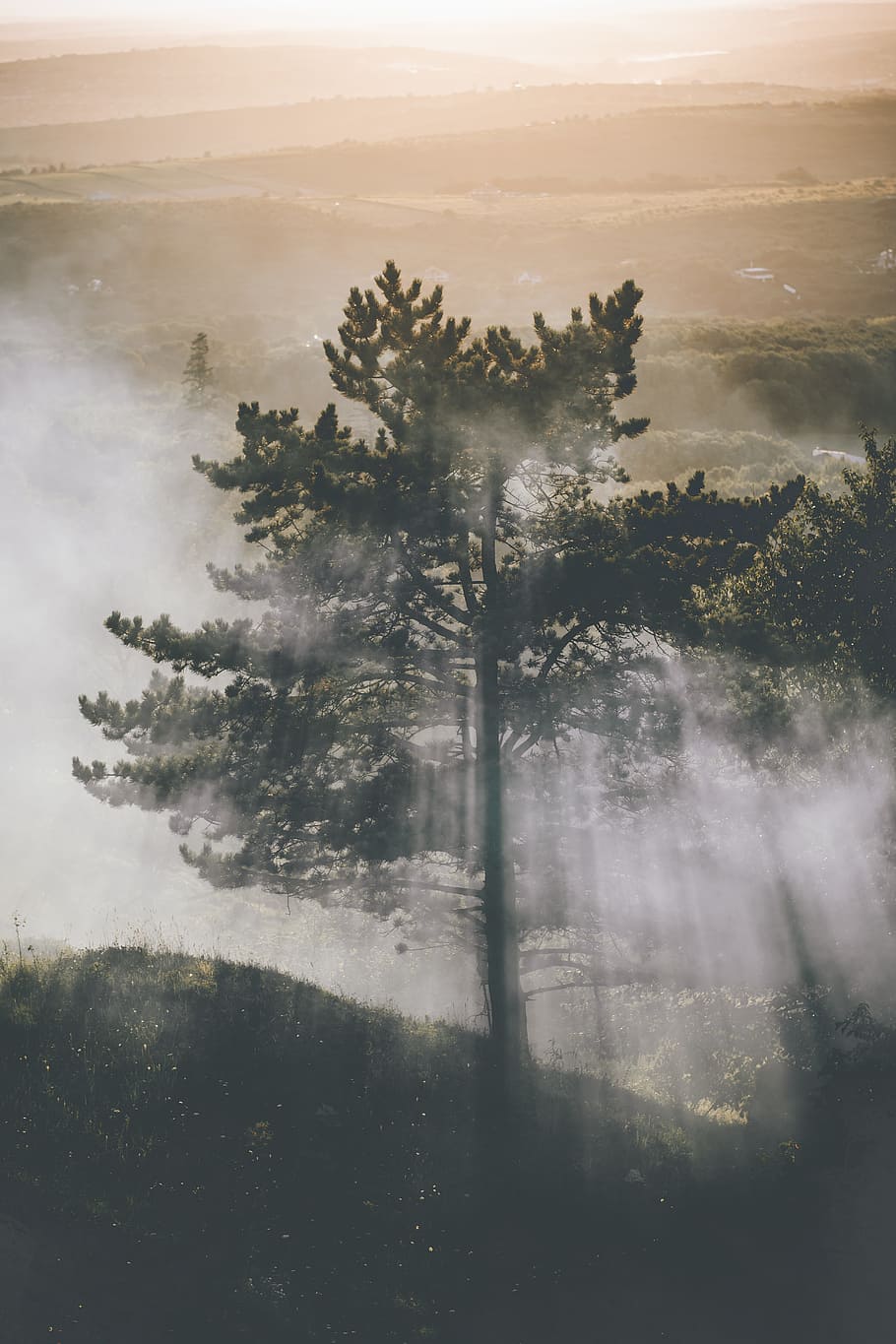 long exposure photography of tree with fog, smoke, view, valley HD wallpaper