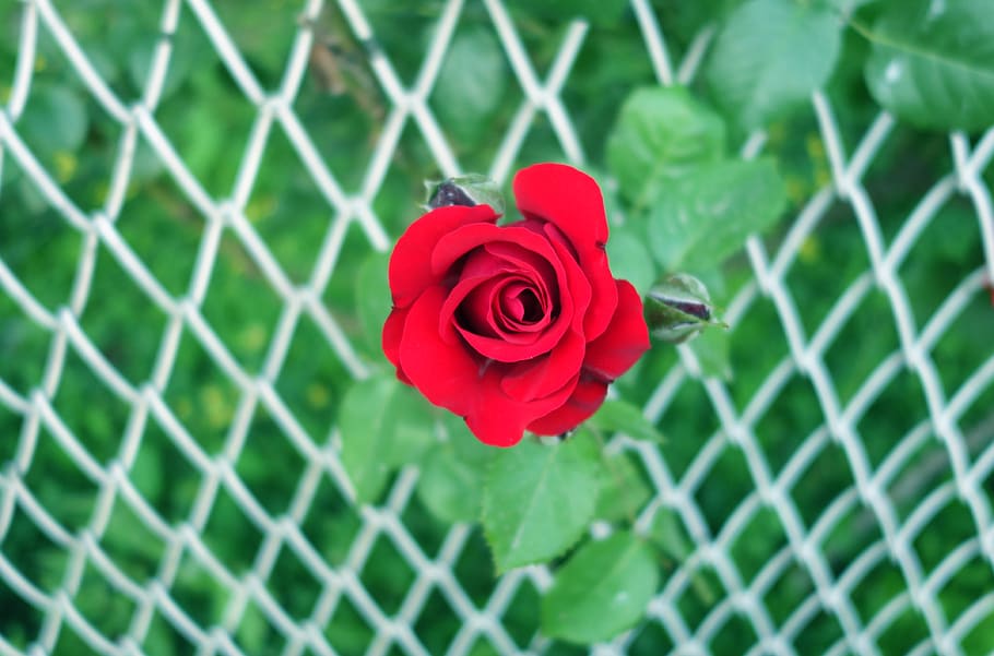 flower, rose, rose - flower, flowering plant, red, close-up HD wallpaper