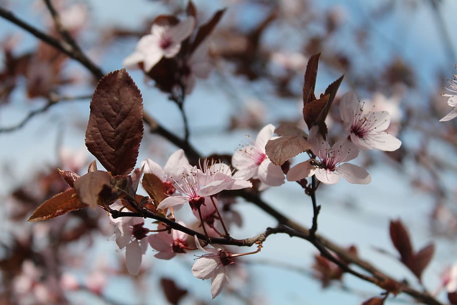 cherry blossoms, spring, branch, heyday, bloom, pink, nature HD wallpaper