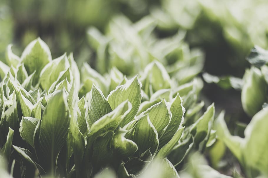green leafed plant, green color, growth, plant part, nature, close-up HD wallpaper