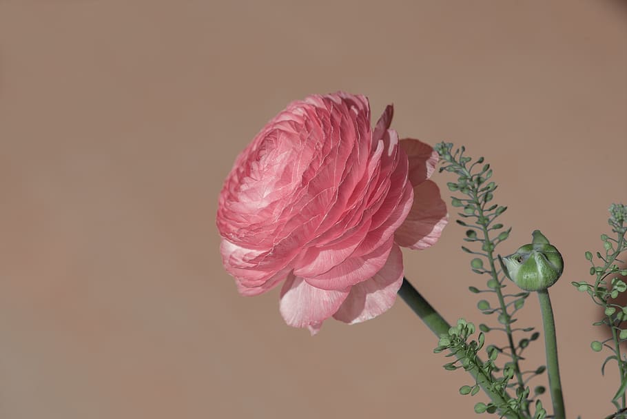 ranunculus, flower, blossom, bloom, spring flower, petals, floristry HD wallpaper