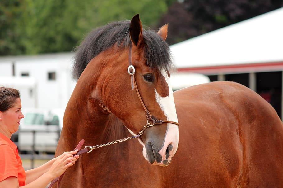 horse, animal, draft, equestrian, equine, portrait, mane, mammal, HD wallpaper