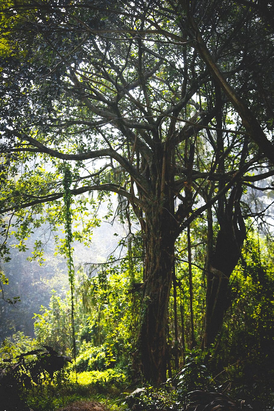 Green Trees, branches, daylight, environment, flora, growth, scenic HD wallpaper