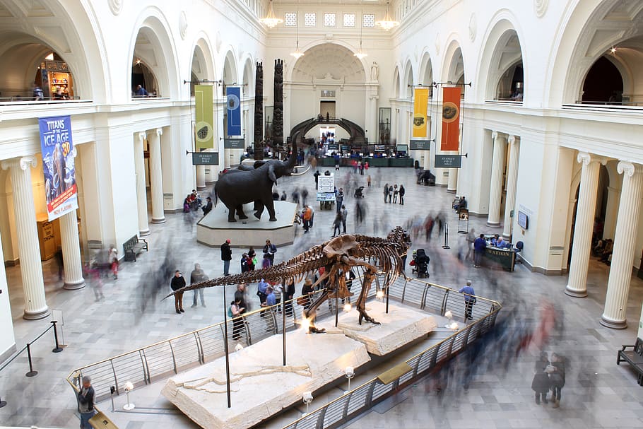 chicago, united states, the field museum, fossil, dinosaur, HD wallpaper