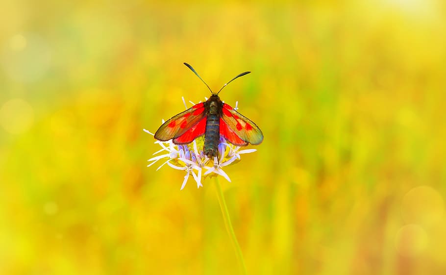 kraśnik pięcioplamek, insect, butterfly day, antennae, flower, HD wallpaper