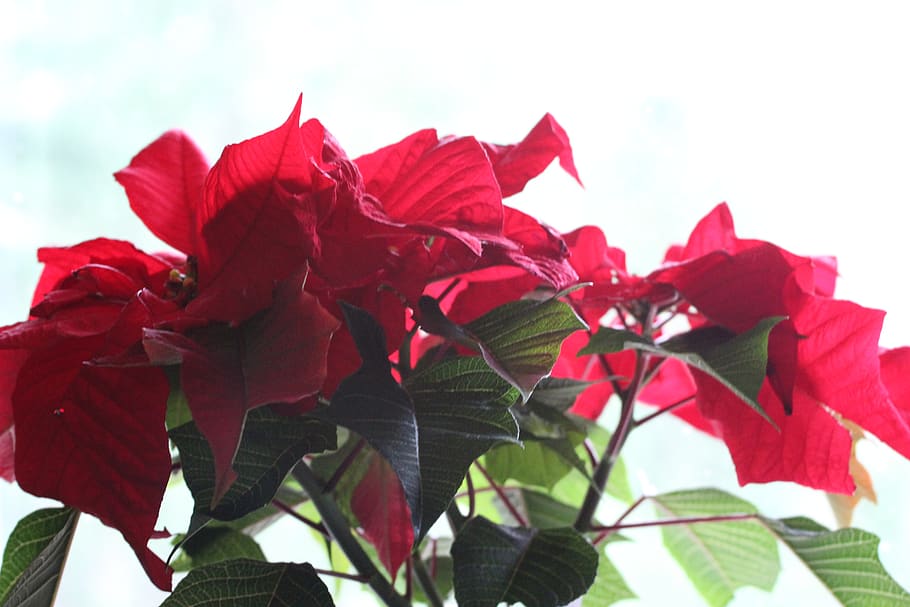 green, leaf, red, flower, plant, nature, beauty in nature, petal HD wallpaper
