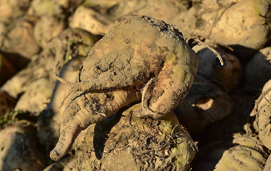 sugar beet, vegetables, turnip, root vegetables, commodity HD wallpaper