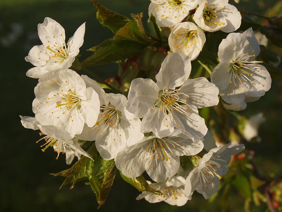 flower, fruit tree, sour cherry, spring, bloom, wood, branch HD wallpaper