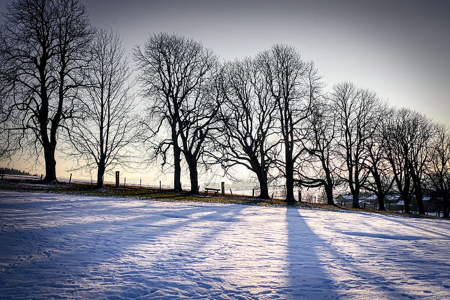all, tree, branch, shadow, snow, cold, backlighting, landscape HD wallpaper