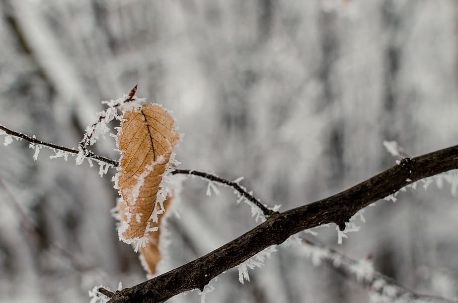 cold temperature, winter, plant, snow, tree, focus on foreground HD wallpaper