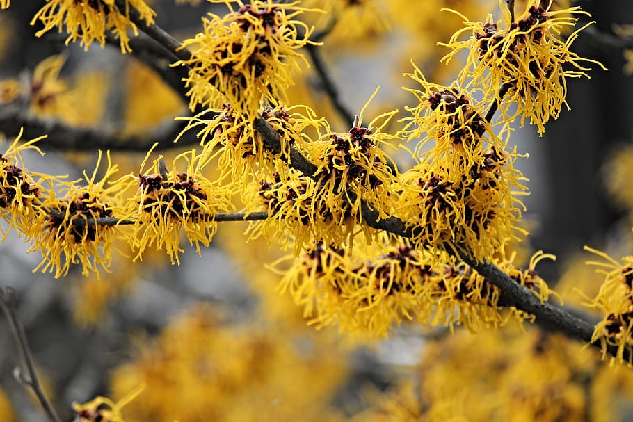 witch hazel, winterblueher, bloom, bush, flowers, witch hazel plant, HD wallpaper