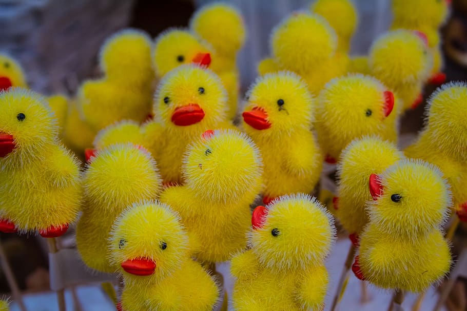 easter, chicken, spring, nature, easter decoration, easter theme HD wallpaper