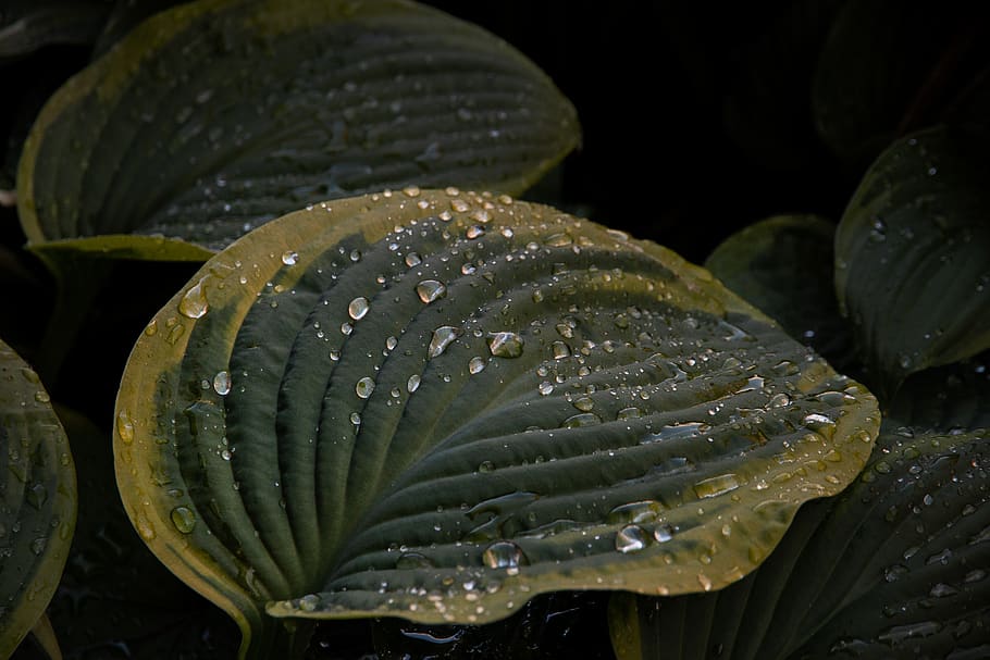 green leaf with water dews, plant, snake, animal, reptile, droplet HD wallpaper