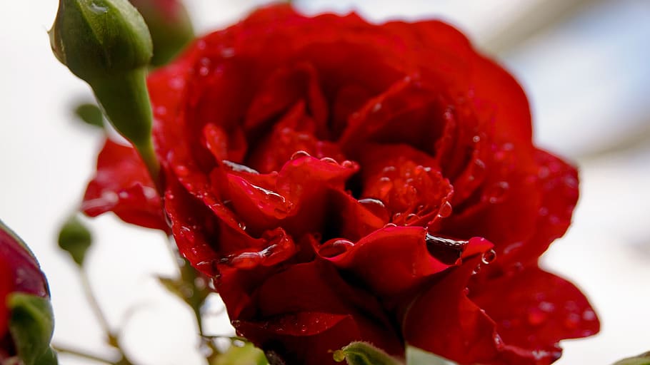 rose, flower, bloom, nature, romantic, wedding, red, romance HD wallpaper
