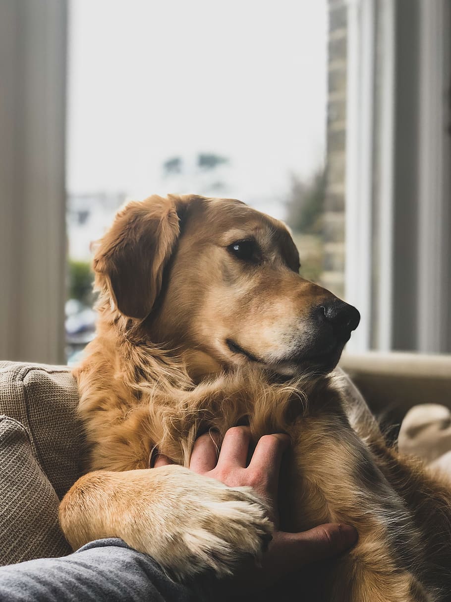 brown dog on sofa, furniture, couch, animal, pet, mammal, canine HD wallpaper