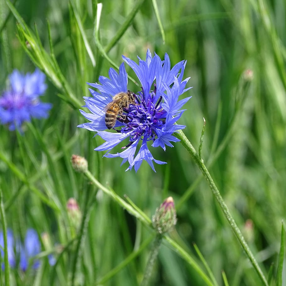 cornflower | Cornflower, Plant aesthetic, Pretty plants