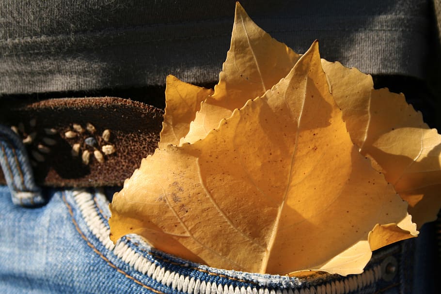 romania, timișoara, pocket, autumn wear, leaves, brown, jeans, HD wallpaper