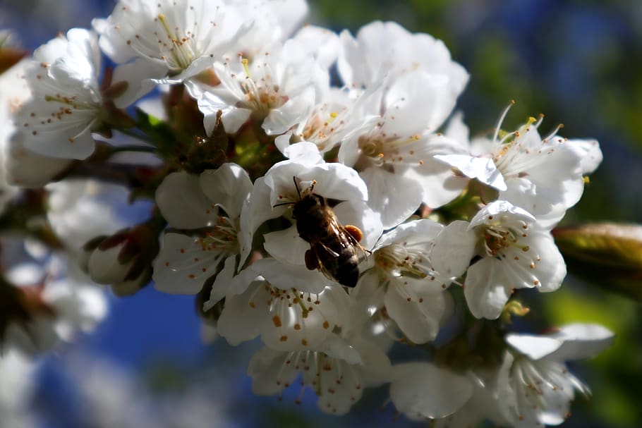 bee, insect, bush, nature, blossom, bloom, pollination, garden HD wallpaper