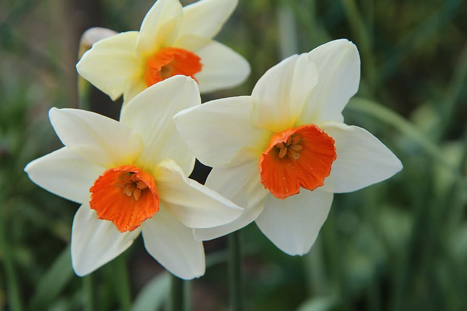 narcissus, spring, daffodil, flowers, flowering, flowering plant HD wallpaper