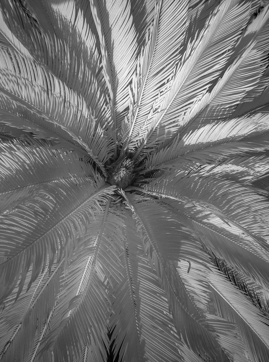 backgrounds, full frame, leaf, pattern, no people, growth, palm tree HD wallpaper