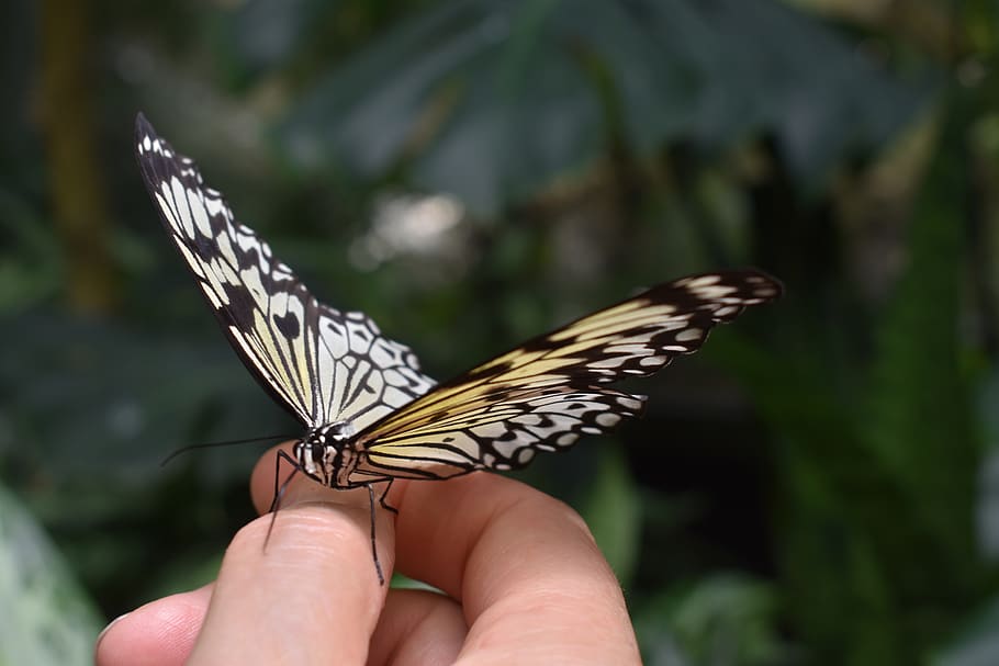 butterfly, insect, hand, holding, human hand, animal wing, human body part HD wallpaper