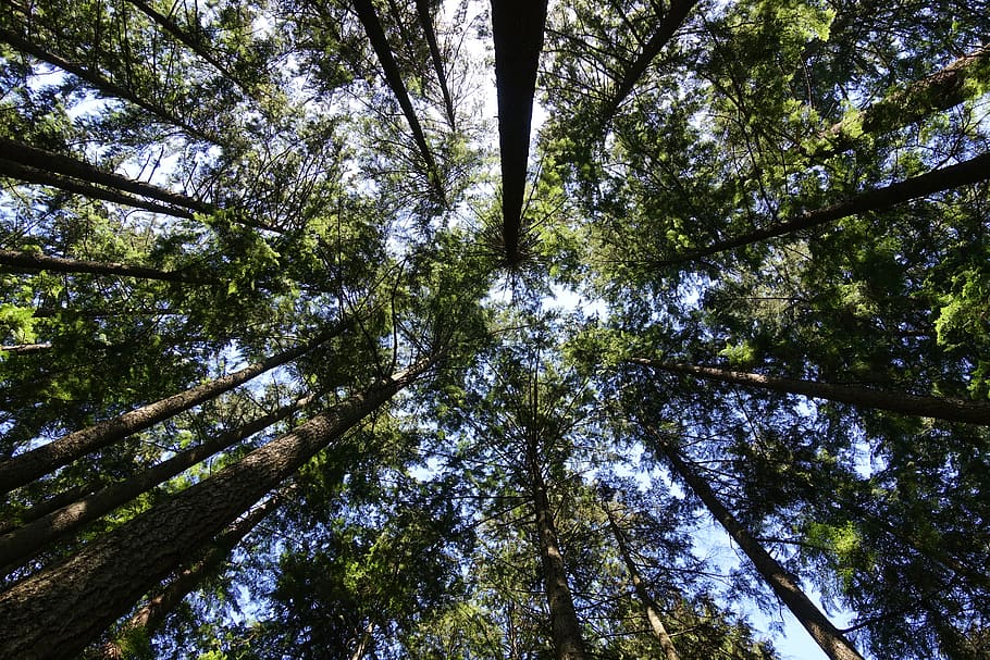tree, plant, low angle view, forest, beauty in nature, growth HD wallpaper