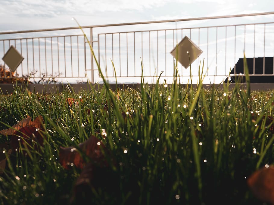 grass, wet grass, sun, reflection, green, plant, growth, nature HD wallpaper