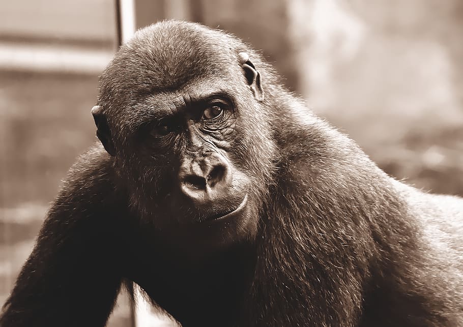 gorilla, monkey, animal, furry, omnivore, portrait, tierpark hellabrunn HD wallpaper