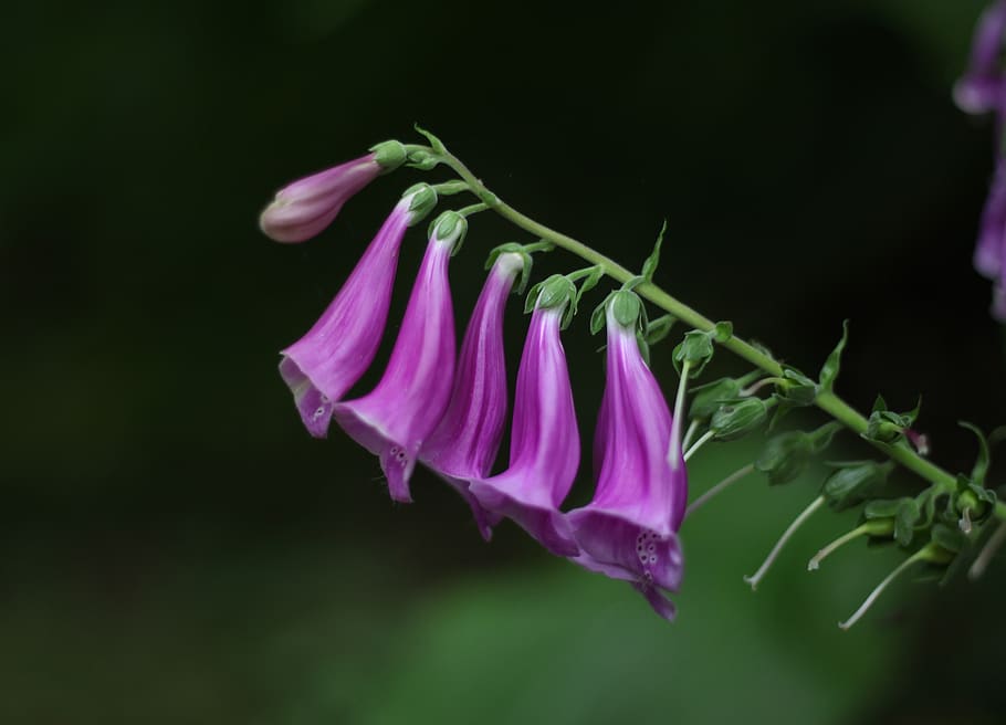 Photo of Purple Petaled Flowers, bloom, blooming, blossom, blurred background HD wallpaper