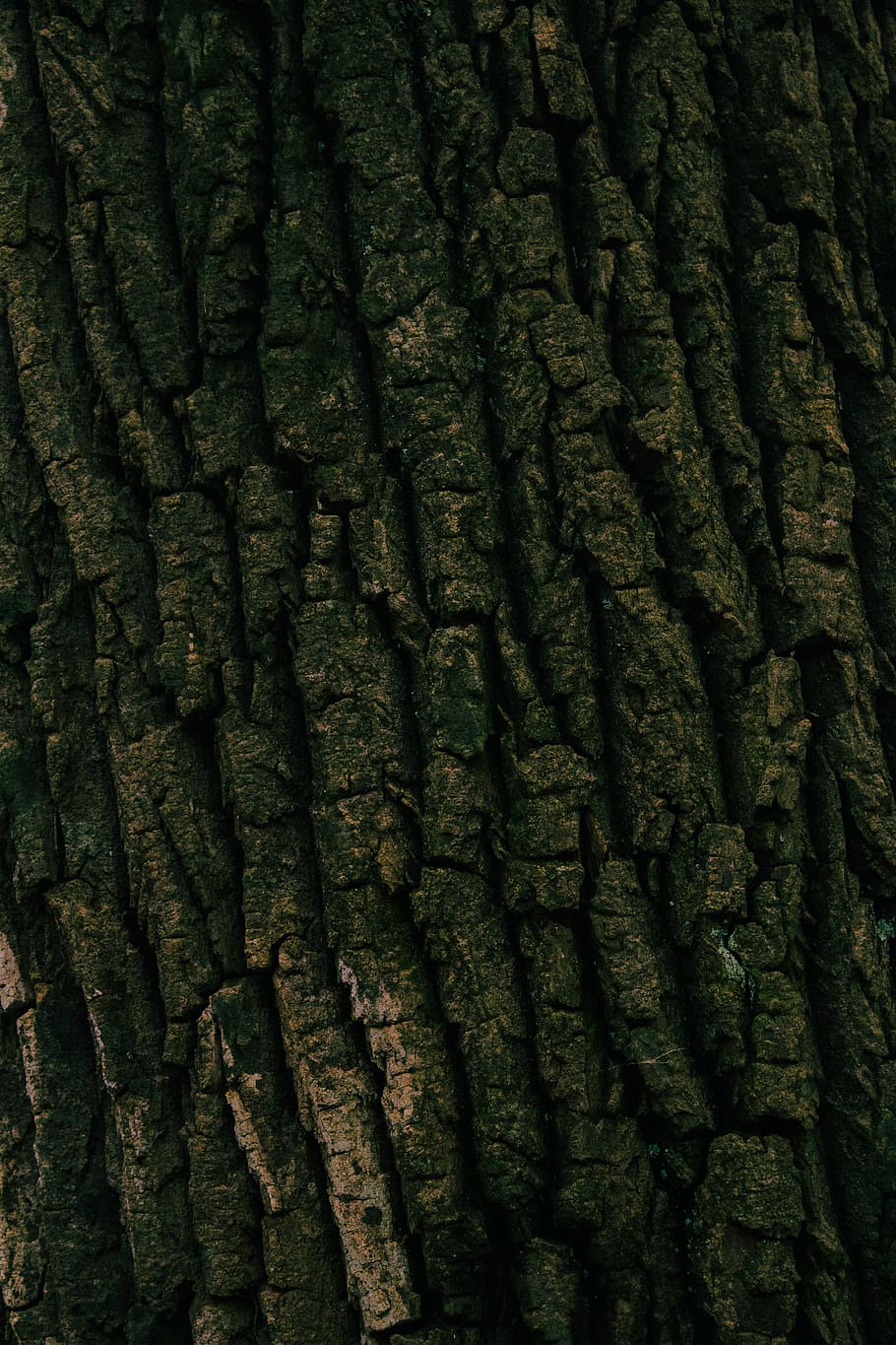 close view of tree bark, full frame, backgrounds, textured, tree trunk HD wallpaper