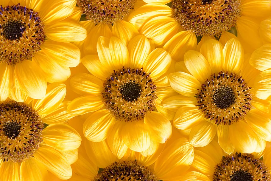 flower, con2011, nature, yellow, flowering plant, freshness HD wallpaper