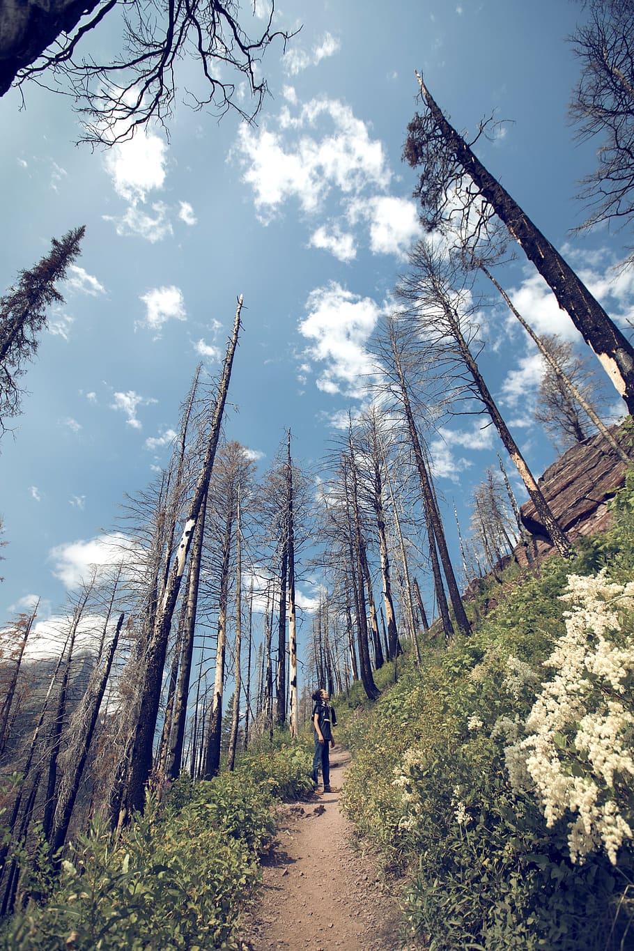 man standing on pathway beside trees, plant, land, sky, real people HD wallpaper