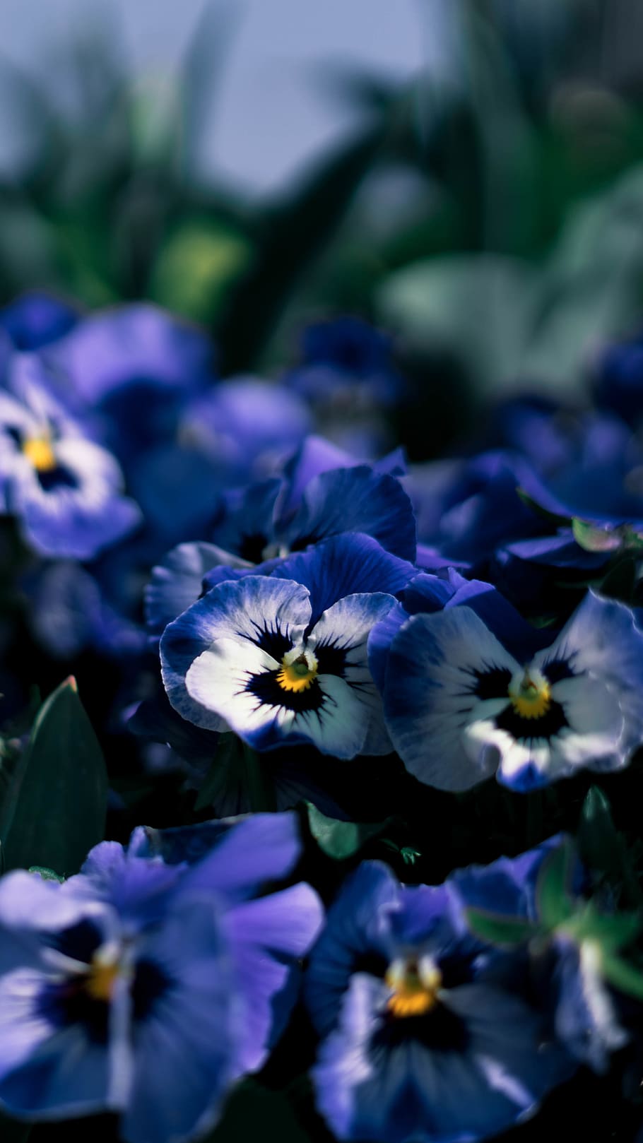 plant, flower, blossom, iris, pansy, geranium, animal, honey bee HD wallpaper