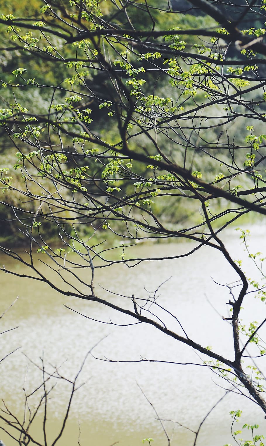 wild, nature, water, flow, canal, channel, river, tree, bunch HD wallpaper