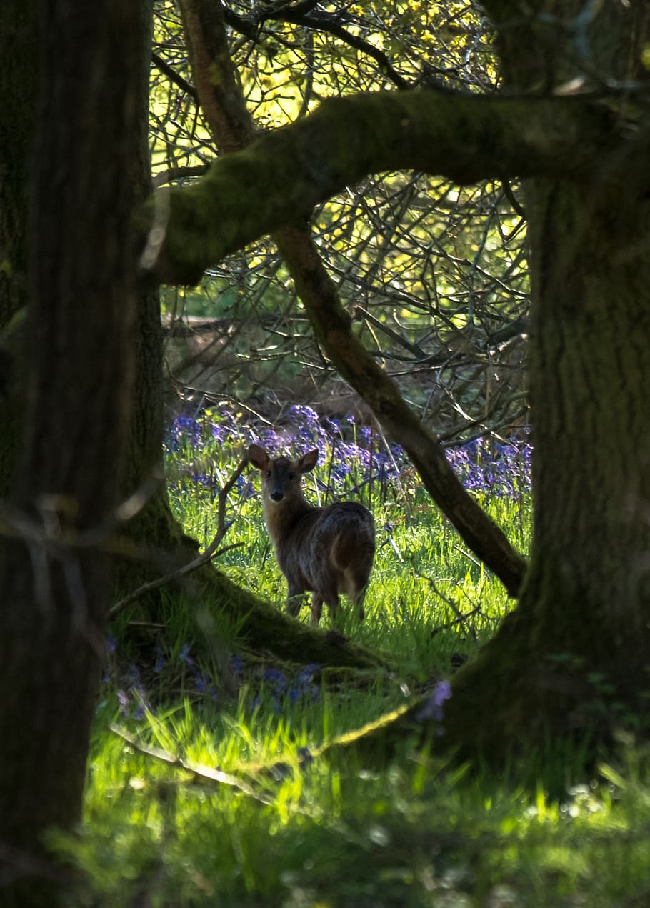 muntjac, deer, forest, bluebottles, nature, trees, plant, mammal HD wallpaper