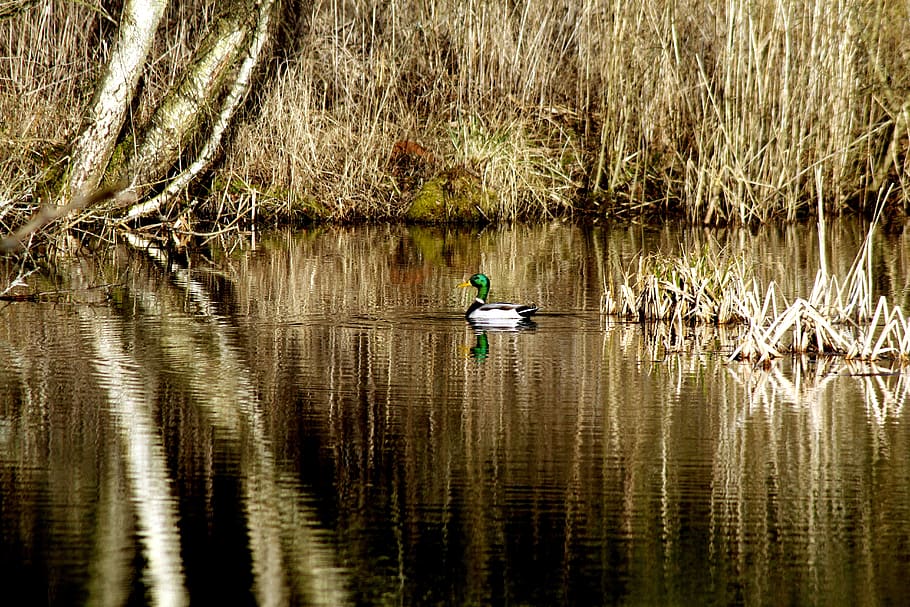 mallard, lake, ducks, water, bird, swim, waterfowl, waterfront, HD wallpaper