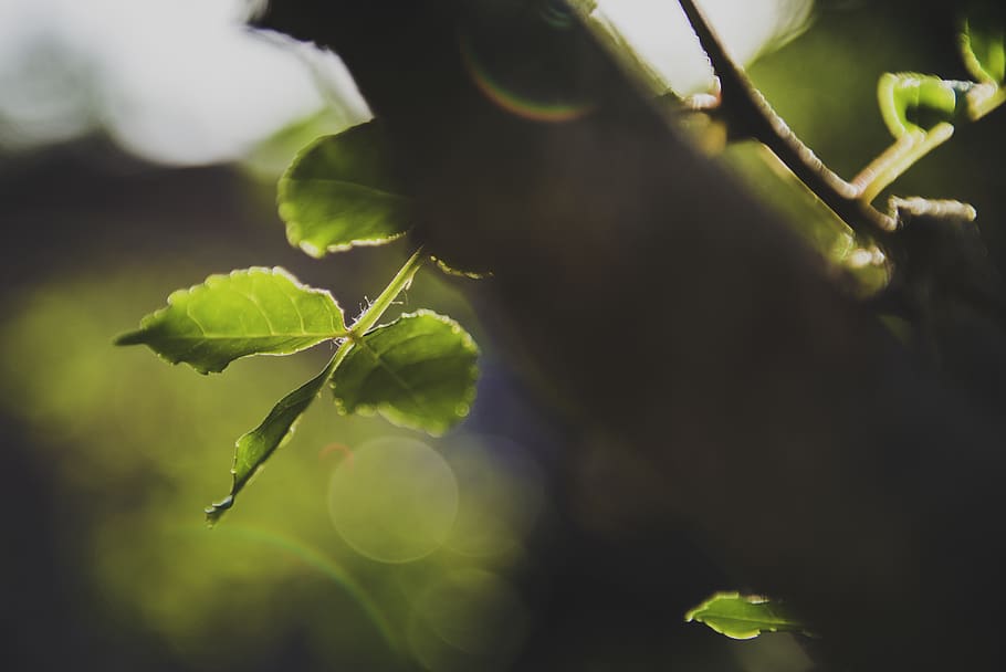 leaf, plant, flare, light, green, veins, sunlight, handrail HD wallpaper